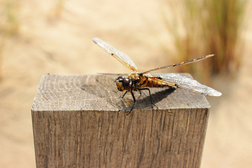 Libelle mit Sandkörnern verklebt am Körper auf Holzpfahl am Strand

