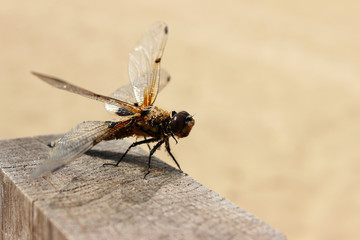 Libelle mit Sandkörnern verklebt am Körper auf Holzpfahl am Strand
