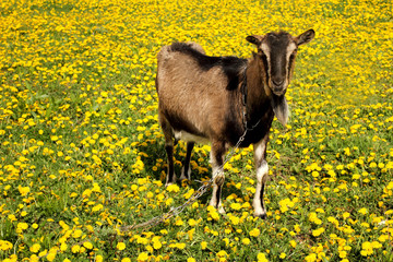 Goat at the field of yellow dandelions