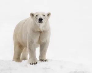 Foto op Canvas Female polar bear (Ursus maritimus) standing in the snow © gnagel