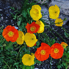 Mohnblumen in gelb und orange