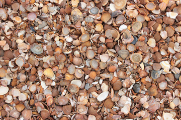 Viele Muscheln
