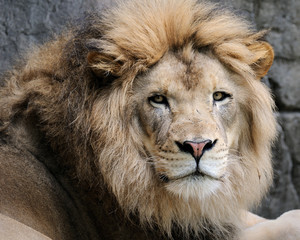 Male African lion (panthera leo)