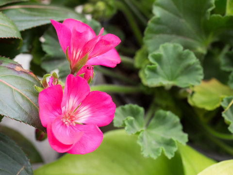 pink geranium,