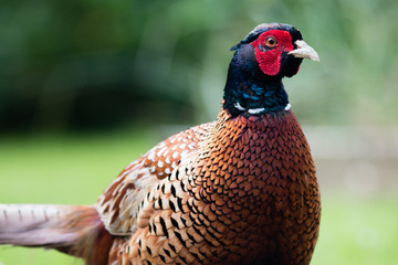 Common Irish Pheasant (Phasianus colchicus)