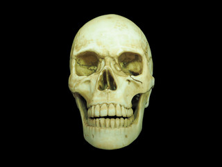 Front view of human skull on isolated black background
