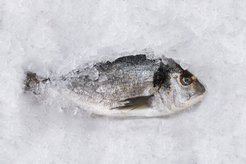 Close up of a dorada fish standing on ice