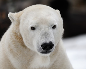 Obraz na płótnie Canvas Polar bear (Ursus maritimus)