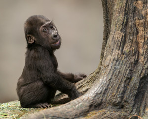 Naklejka premium Female infant western lowland gorilla by tree