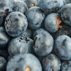Bilberry or blueberry as texture background