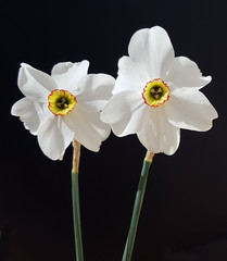 Dichternarzisse; Narcissus, Poeticus; variation recurvus