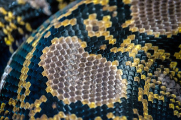 Reticulated Python (Python reticulatus) skin close up in the Bio