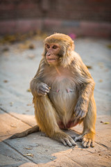 Naklejka premium Monkey