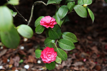 Blossoms of pink camellia, Camellia Japonica