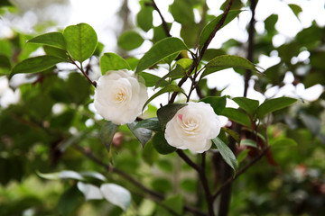 Blossoms of white camellia, Camellia japonica
