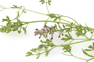 Erdrauch; Fumaria, Officinalis, Heilpflanze