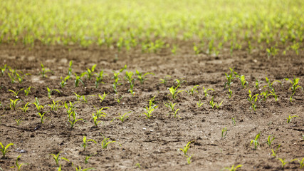 small corn plants field