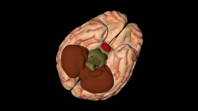 Animation of human brain in rotation seen from below