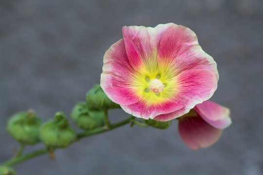 Gew&ouml;hnliche Stockrose / Common Hollyhock