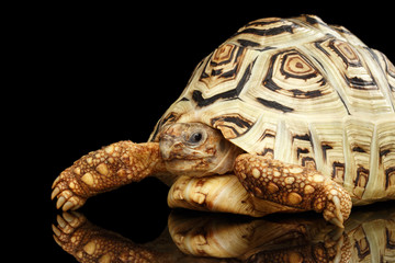 Obraz premium Leopard tortoise albino,Stigmochelys pardalis turtle with white shell on Isolated Black Background