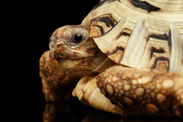 Obraz premium Closeup Leopard tortoise albino,Stigmochelys pardalis turtle with white shell on Isolated Black Background