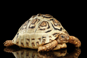 Obraz premium Leopard tortoise albino,Stigmochelys pardalis turtle with white shell on Isolated Black Background