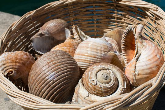 Rustic basket gently cradles a gathering of seashells