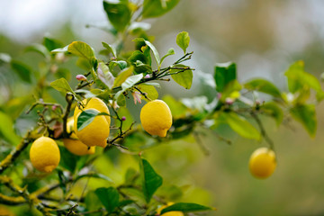 Close-up of lemons in lemon tree in spring