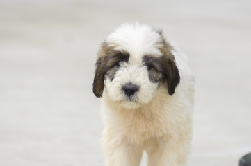 Romanian shepherd puppy