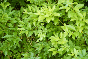 green leaves background