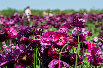 Buttercup picking festival