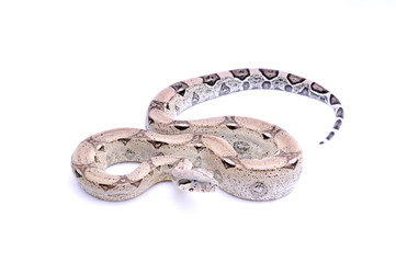 Boa constrictor imperator anery