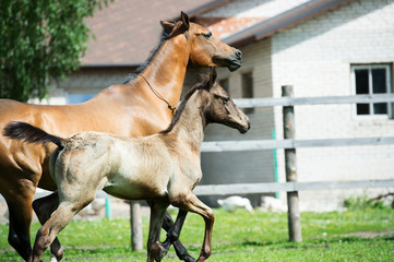 running purebred akhalteke dam with foal in the paddock
