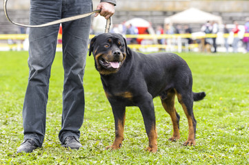 rottweiler dog standing in leash