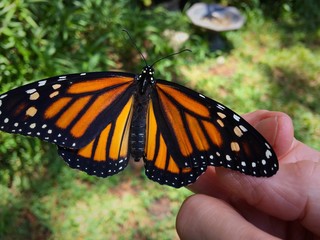 A newly emerged female Monarch butterfly on my hand getting teady fir her first flight