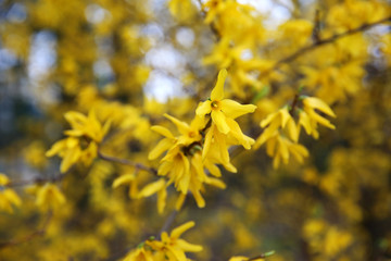 Fototapeta na wymiar Yellow forsythia blossom