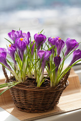 Beautiful crocus flowers in wicker basket on wooden background