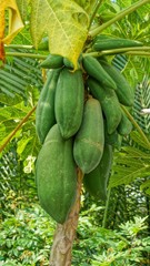 papaya tree