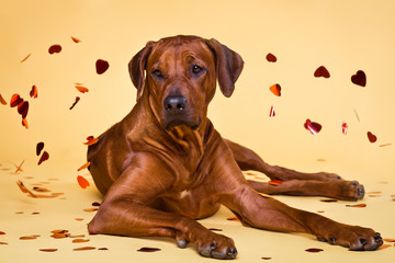 Rhodesian Ridgeback dog strewed with paper hearts confetti