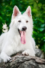 Close-up portrait of Berger Blanc Suisse lying on tree