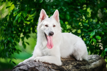 Portrait of Berger Blanc Suisse lying on tree