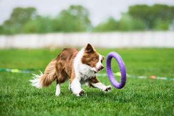 Border Collie chasing a puller toy