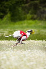 Sighthounds lure coursing competition
