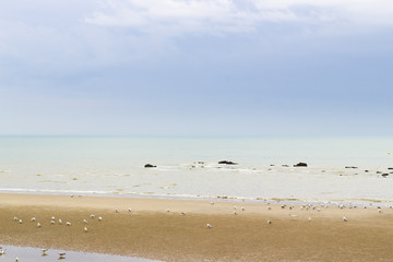 Fototapeta na wymiar Sea gulls on the beach