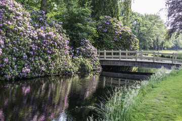 Fototapeta na wymiar rhododendrons and wooden bridge in park