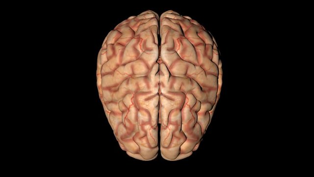 Animation of human brain in rotation seen from above