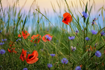 Poppy and cornflowers on a summer meadow
