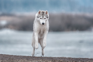 Portrait of a close-up dog Siberian Husky