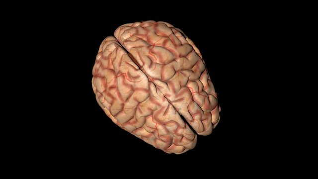 Animation of human brain in rotation seen from above