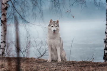 Portrait of a close-up dog Siberian Husky